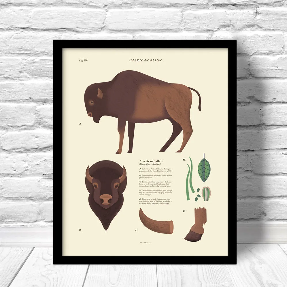 American Bison Scientific Print