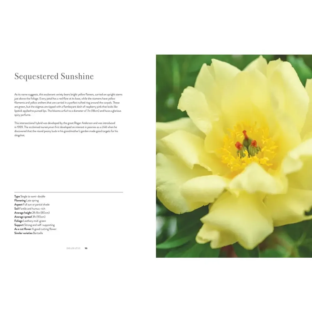 Peonies: Beautiful Varieties For Home & Garden