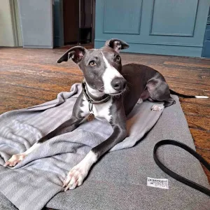 Pewter Grey Tweed Picnic Pads